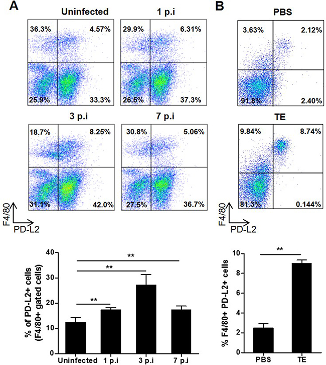 Effect of F. hepatica infection or total extract antigen injection on PD-L2 expression by peritoneal macrophages.