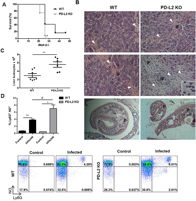 Increased susceptibility to F. hepatica infection in PD-L2 KO mice.