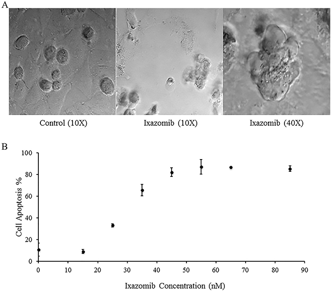 Treatment of BRAF V600E mutant human melanoma cell lines with ixazomib leads to apoptotic cell death with half maximal effective concentration (EC50) of 28.8 nM.