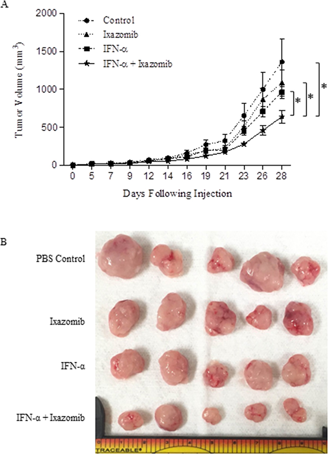 Combination treatment with IFN-&#x03B1;-2b and ixazomib reduces tumor volume in vivo.