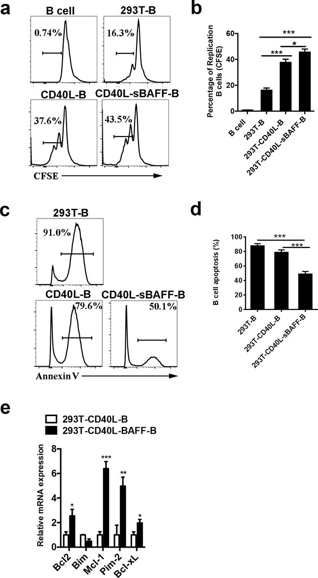 The 293T-CD40L-sBAFF cell line had the capacity to induce B cell growth and prevent apoptosis.