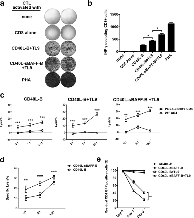 CD40L-sBAFF-B cells pulsed with TL-9 provided an effective APC source to generate HIV-1-specific CTLs.
