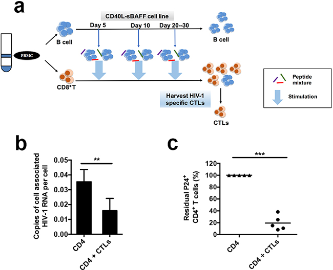 The autologous CTLs educated by CD40L-sBAFF-B cells enhanced the capability to eliminate the reactivated HIV-1-infected CD4&#x002B; T cells isolated from HIV-1-infected individuals receiving suppressive cART.