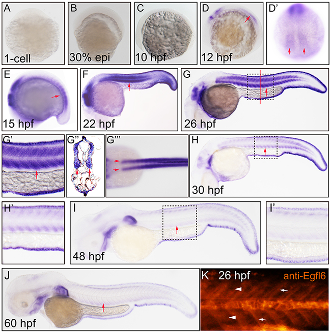 Maeg dynamically expressed in zebrafish developing somite.