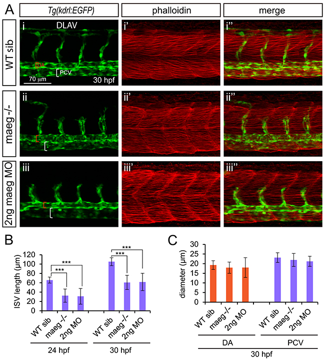 maeg loss of function results in the blood vessel morphogenesis defects in zebrafish embryos.