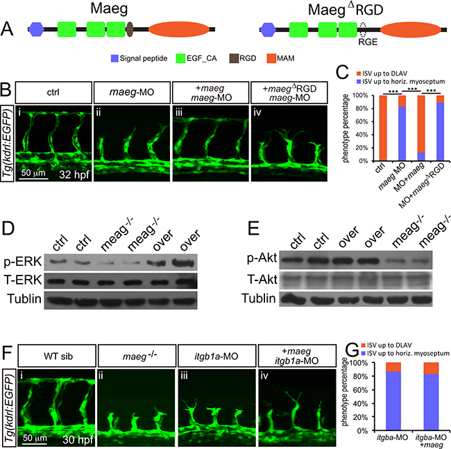 Maeg regulates angiogenesis dependent on RGD domain.