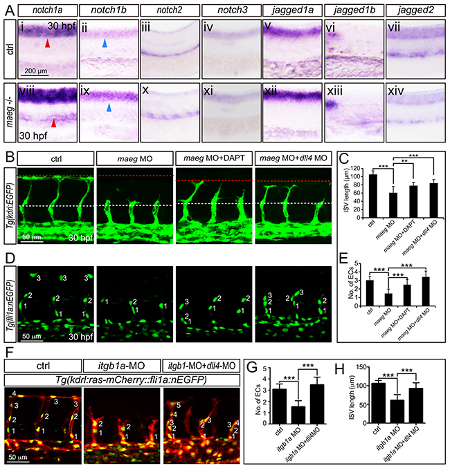The phenotype of maeg and itgb1 loss-of-function involves Notch signaling.