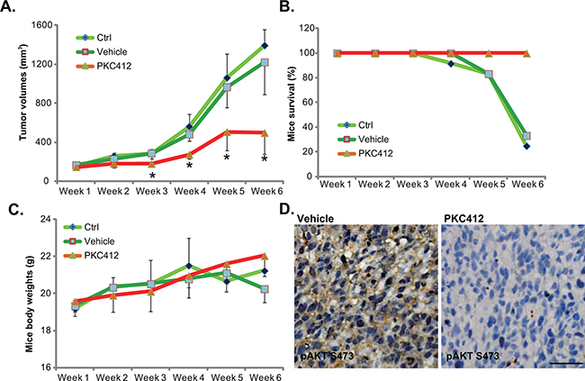 PKC412 inhibits HT-29 tumor growth in vivo.