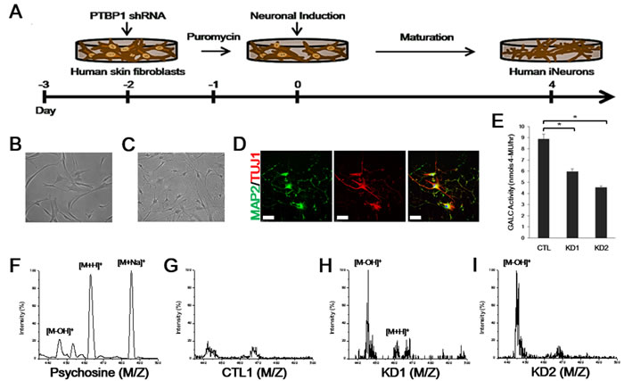 GALC enzymatic activity and MALDI-TOF mass spectrometry of iNeurons from KD patients.