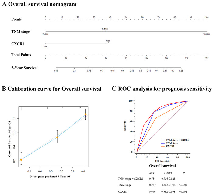 Prognostic nomogram, calibration curve and ROC analysis of prognostic model with CXCR1 expression for resectable gastric cancer.