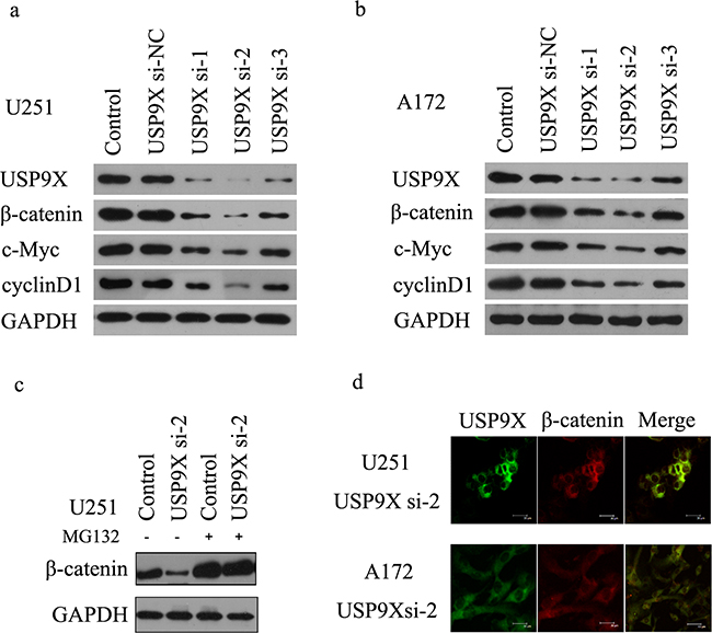 USP9X inhibition retarded WNT/&#x03B2;-catenin signal pathway.