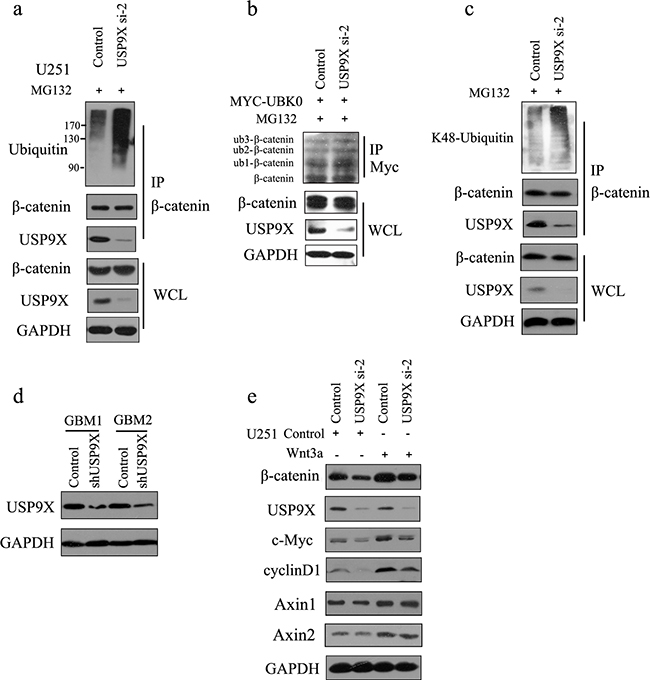 USP9X knockdown caused increase of K48-ubiquitinated &#x03B2;-catenin.
