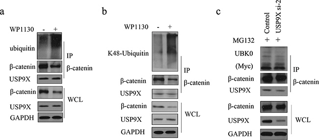 USP9X specific inhibitor WP1130 treatment increased of K48-ubiquitinated &#x03B2;-catenin.