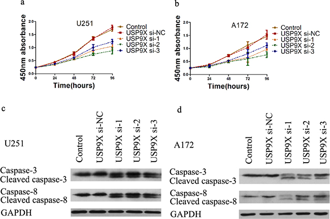 Cell proliferation decreased after USP9X knockdown.