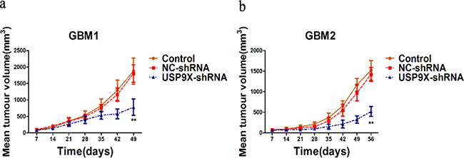 USP9X knockdown decreased tumorigenesis of glioma cells in vivo.