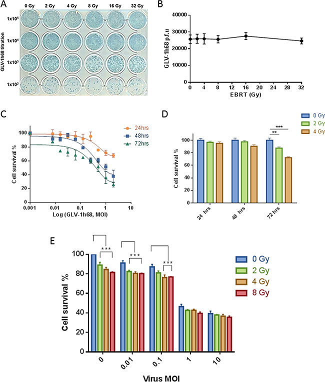 GLV-1h68 is not affected by clinically relevant doses of EBRT and shows enhanced cytoxicity against BN175 cells in combination with EBRT.