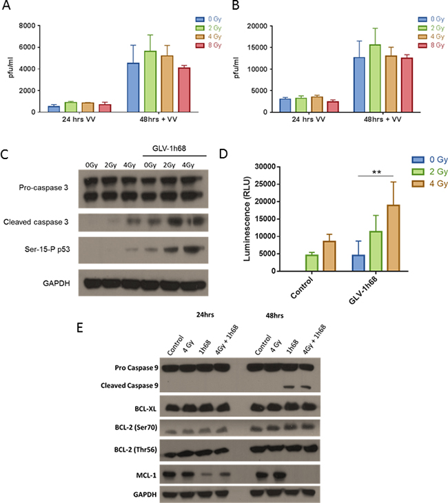 The enhanced cell kill observed in the BN175 cells after treatment with GLV-1h68 and EBRT is not due to increased viral replication but mediated via induction of intrinsic apoptosis and downregulation of the anti-apoptotic MCL-1 protein.
