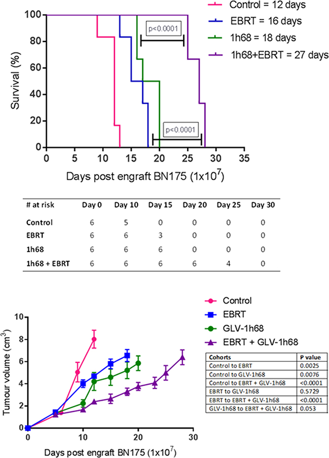 In an aggressive sarcoma model combination therapy with GLV-1h68 delivered by ILP and adjuvant EBRT (13 Gy/2 fractions) prolongs survival and delays tumour growth in Brown Norway rats, bearing BN175 tumours on the left hind limb.