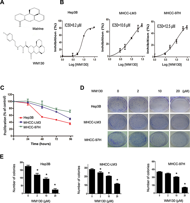 Effect of WM130 on the proliferation and colony formation of human hepatoma cells.