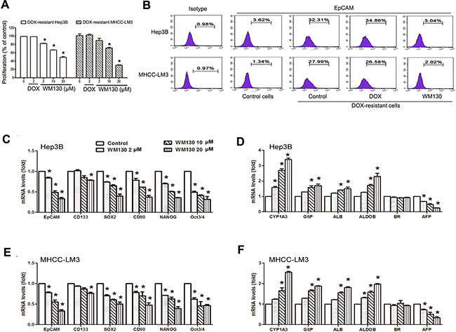 The effect of WM130 on DOX-resistant cells and the influence of WM130 on the expression of genes relevant to stemness and differentiation of hepatic stem/progenitor cells.