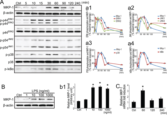 Expression of MKP-1 and related signaling molecules in primary Sertoli cells by LPS stimuli.