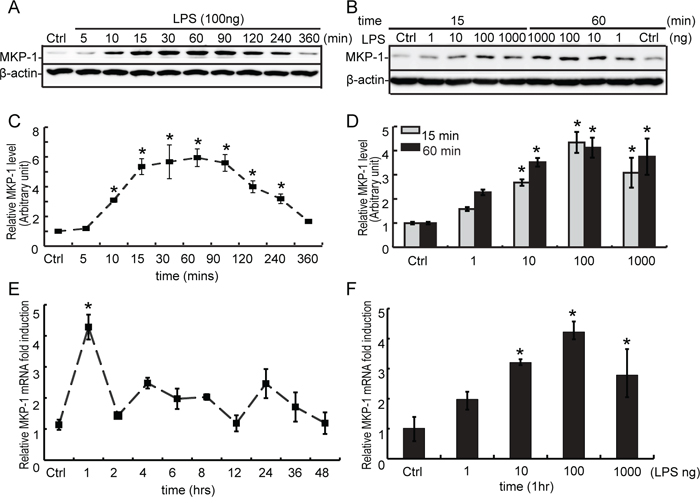 Expression of MKP-1 in TM4 Sertoli cells by LPS stimuli.