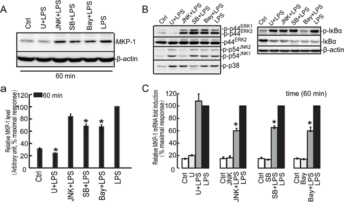 Effect of the U0126, SB203580, JNKII and Bay 11-7082 on LPS induced MKP-1 expression in the TM4 Sertoli cells.