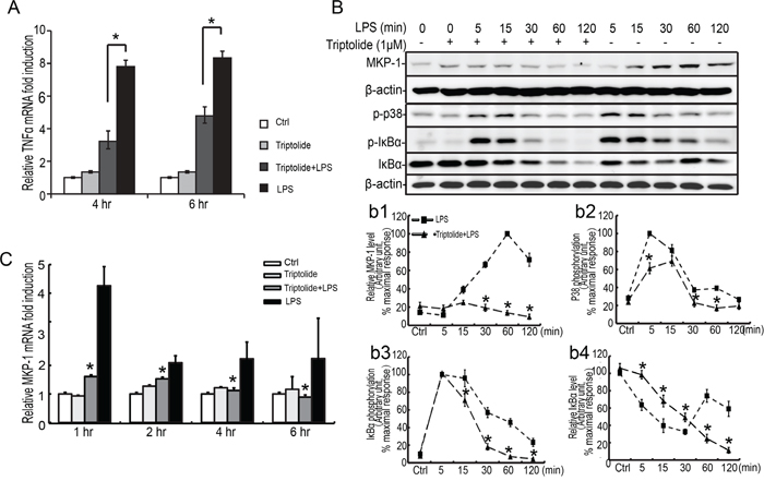 Effect of triptolide on LPS induced TNF&#x03B1; expression and p38 and I&#x03BA;B&#x03B1; phosphorylation in the TM4 Sertoli cells.