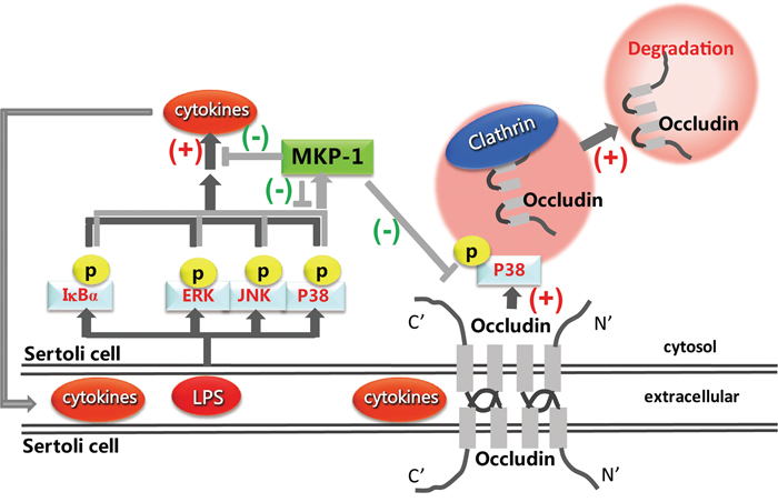Proposed model illustrated that MKP-1 attenuated LPS-induced Blood-Testis Barrier dysfunction and inflammatory response through p38 and I&#x03BA;B&#x03B1; pathways.