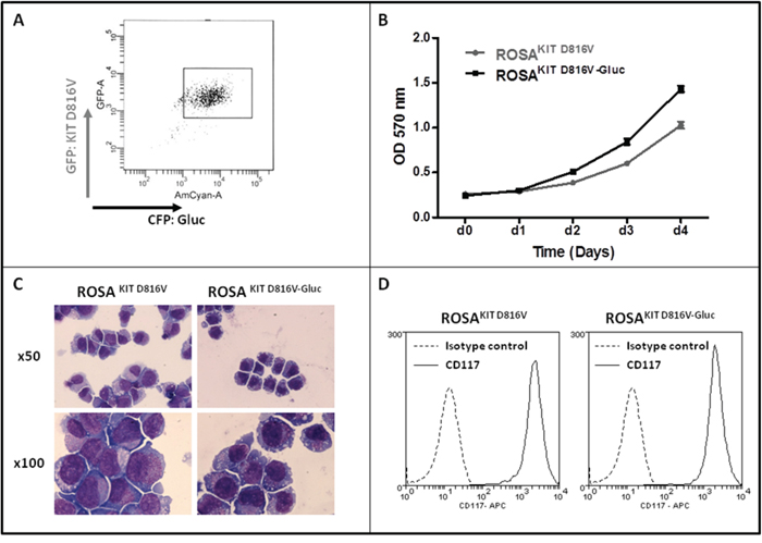 Generation of ROSAKIT D816V-Gluc cell line and comparison with the parental ROSAKIT D816V cell line.