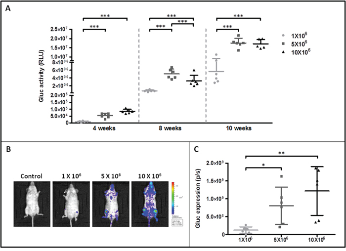 Monitoring of ROSAKIT D816V-Gluc cells engraftment in injected mice by measurement of Gluc activity in blood and by IVIS.