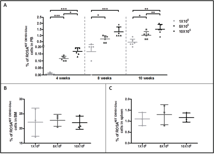 Evaluation of ROSAKIT D816V-Gluc cells numbers by flow cytometry in peripheral blood, bone marrow and spleen.