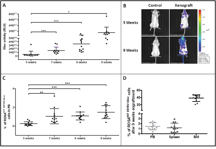 Reconstitution capacity of the human ROSAKIT D816V-Gluc cells in NSG mice after secondary transplantation.