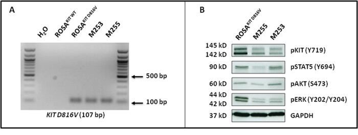 ROSAKIT D816V-Gluc cells express in vivo KIT D816V mutant leading to constitutive phosphorylation of KIT and of downstream signaling pathways after secondary transplantation.