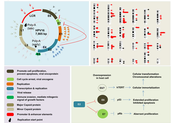 Representative figure of HPV genome, function of HPV genome components, and interaction of those components with each other in tumor development.