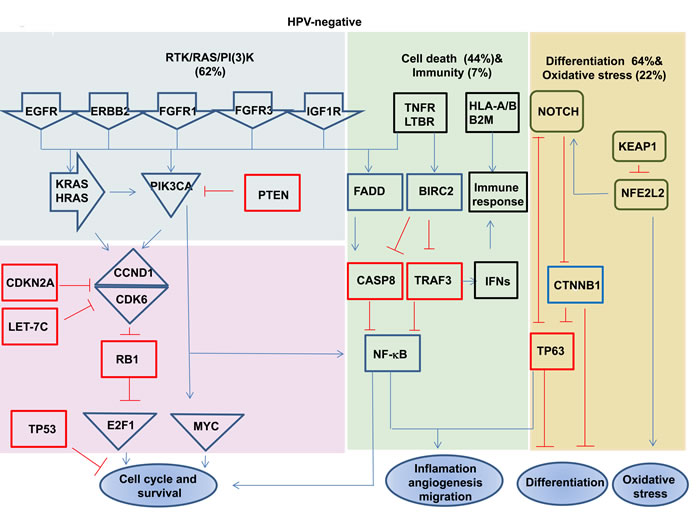 Signaling pathways deregulated in HPV-positive and negative HNSCC.