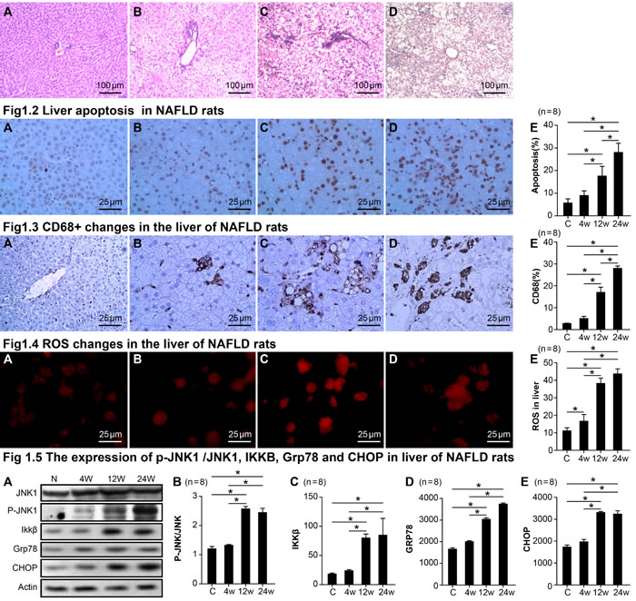 Changes in pathology, apoptosis, CD68