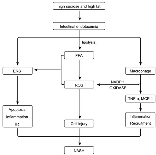 Effect of intestinal endotoxemia in the pathogenesis of NASH.