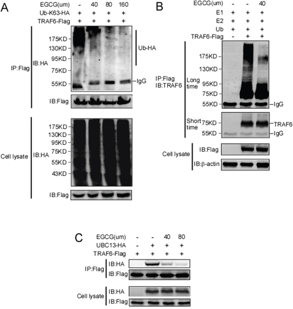 EGCG suppresses the E3 ubiquitin ligase activity of TRAF6.