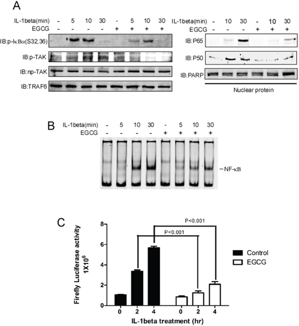 EGCG blocks IL-1beta-induced NF-&#x03BA;B pathway activation.