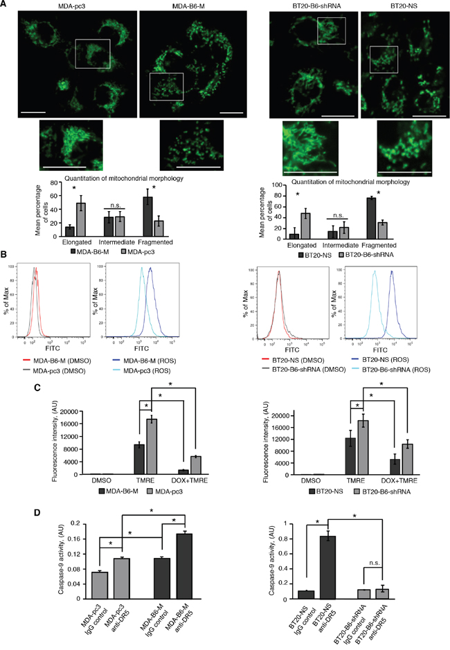 EPHB6 controls mitochondrial behaviour in TNBC cells.