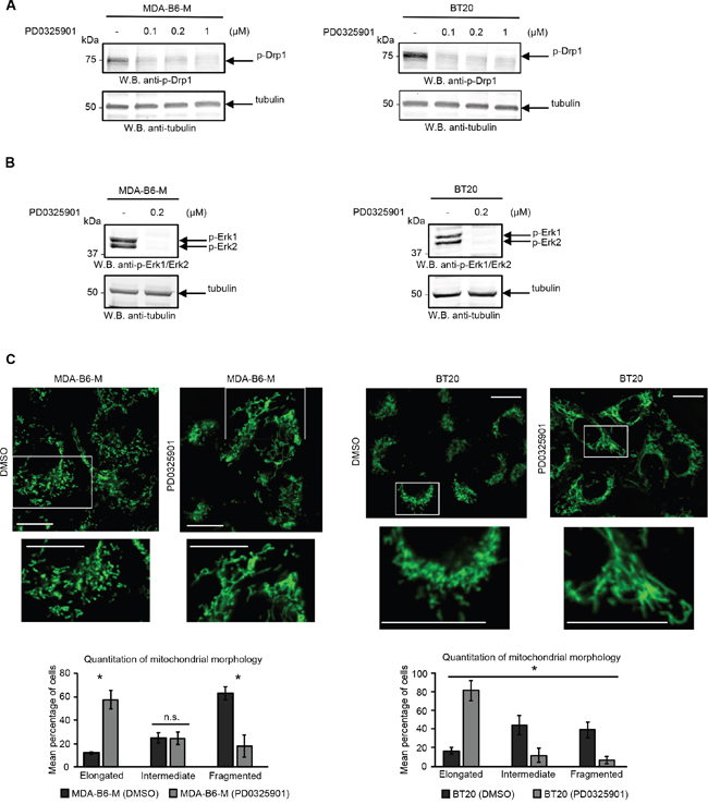ERK activity is required for the EPHB6 effect on mitochondrial fragmentation.