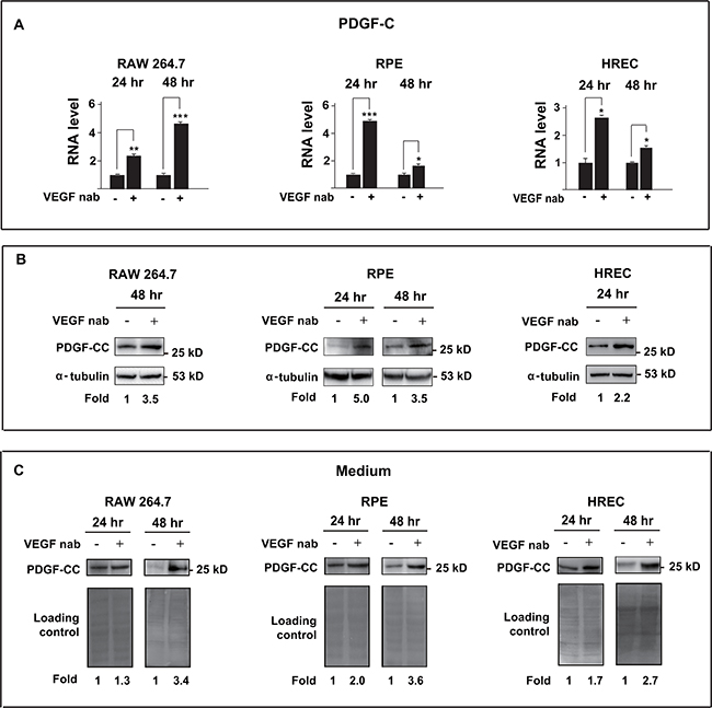 Inhibition of VEGF-A by neutralizing antibody upregulates PDGF-CC in multiple cell types.