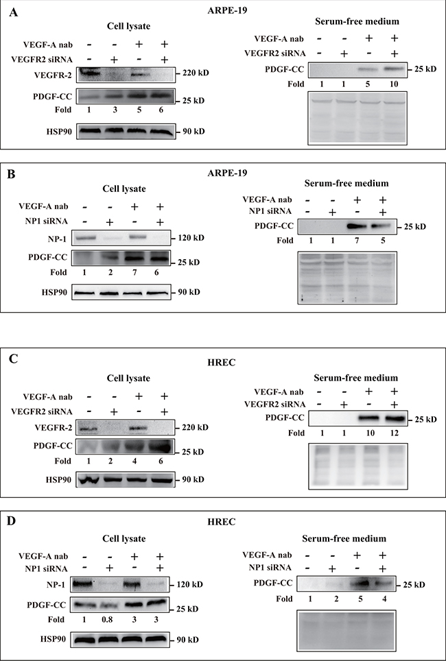 Upregulation of PDGF-CC by inhibition of VEGF-A is VEGFR-2 and NP-1 independent.
