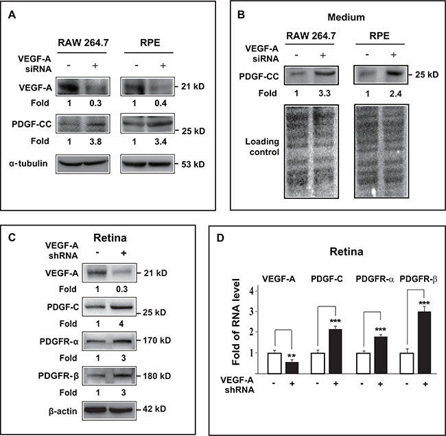 VEGF-A knockdown by siRNA/shRNA upregulated PDGF-CC and PDGFRs in vitro and in vivo.