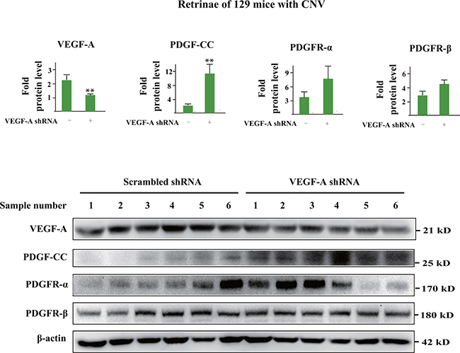VEGF-A inhibition upregulates PDGF-CC in 129 mice with CNV.