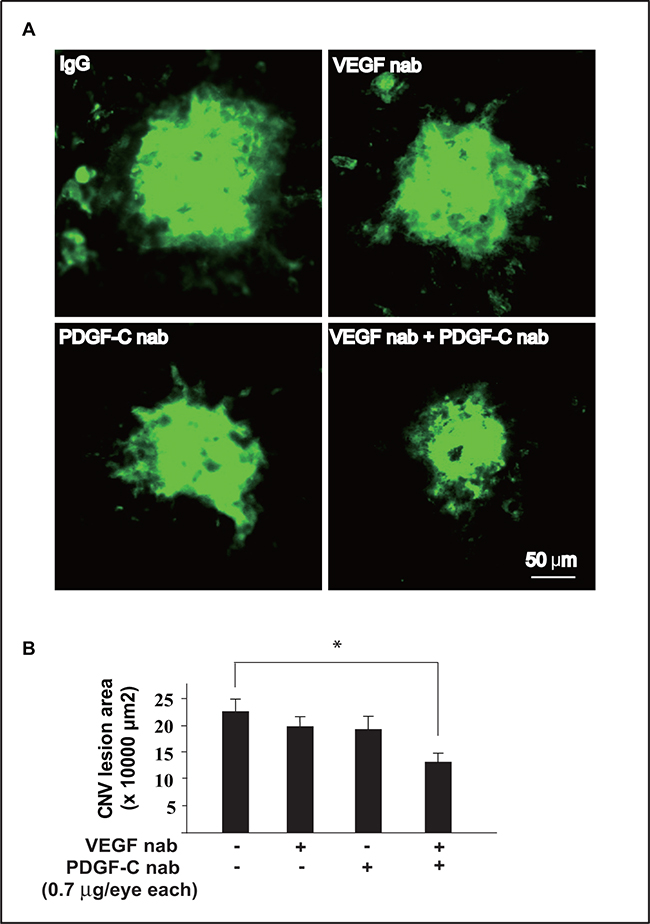 Combined targeting of VEGF-A and PDGF-CC inhibited pathological angiogenesis more efficiently.