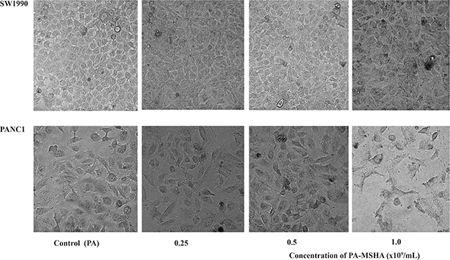 Morphological changes induced by PA-MSHA in pancreatic cancer cell lines.