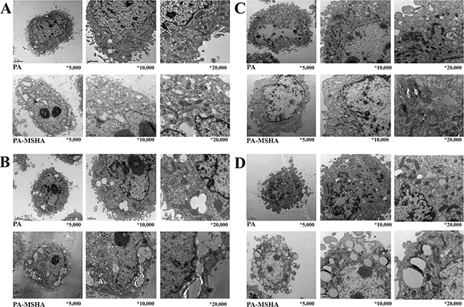 PA-MSHA-induced changes in cellular ultrastructure.