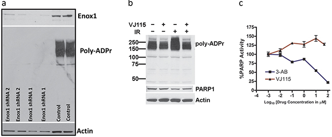 Targeting Enox1 inhibits PARP1 activity.